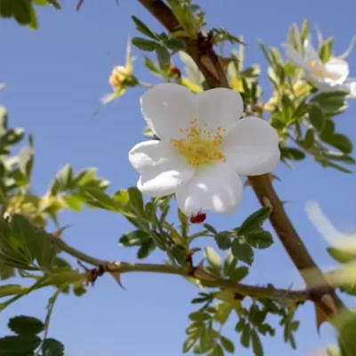 عکاسی گل در روستا