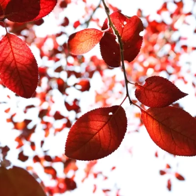 عکاسی درخت آلو